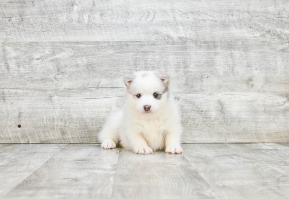 Pomsky Puppy for Adoption