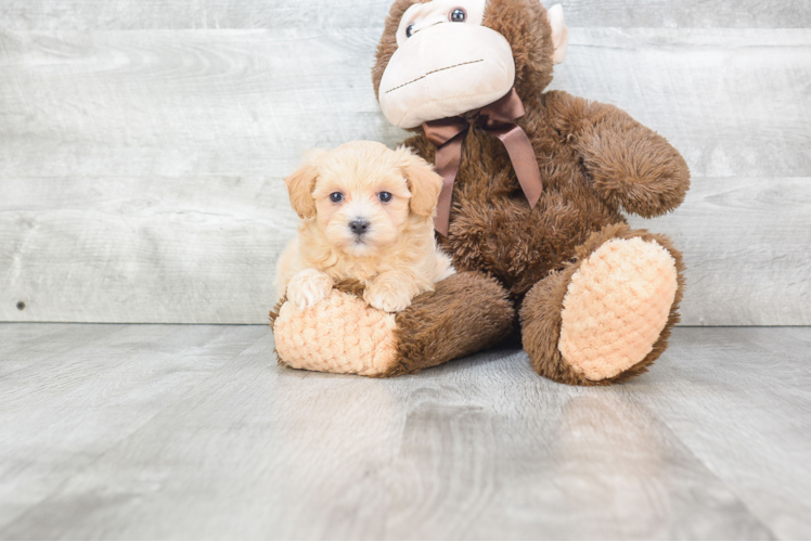 Energetic Maltese Poodle Poodle Mix Puppy
