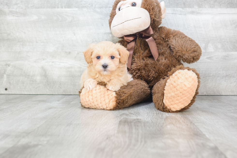 Energetic Maltese Poodle Poodle Mix Puppy