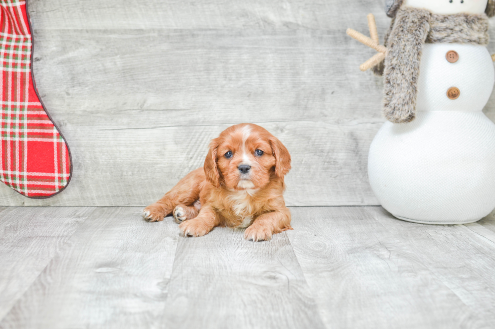 Cavalier King Charles Spaniel Puppy for Adoption