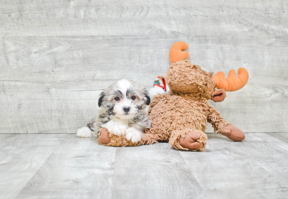 Happy Havanese Purebred Puppy