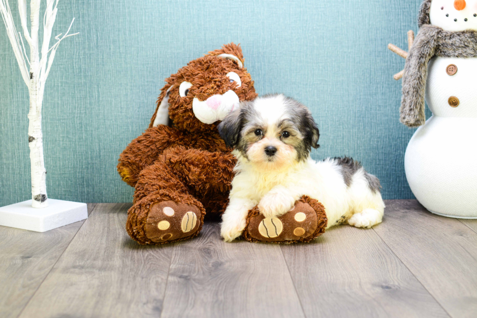 Friendly Teddy Bear Baby