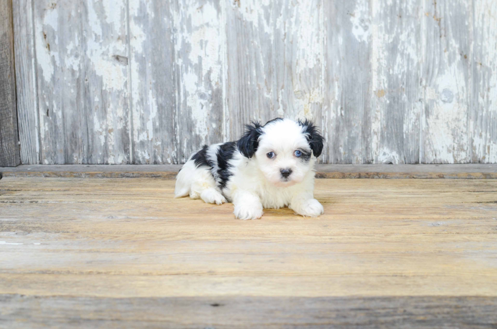 Teddy Bear Pup Being Cute