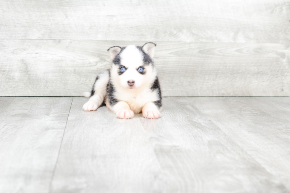 Popular Pomsky Designer Pup