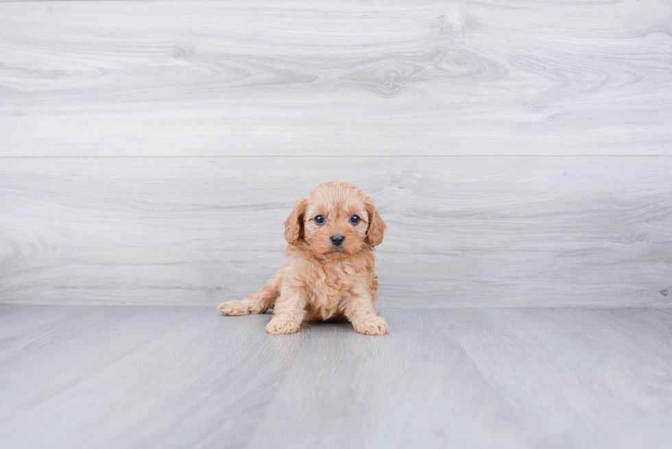 Adorable Cavoodle Poodle Mix Puppy