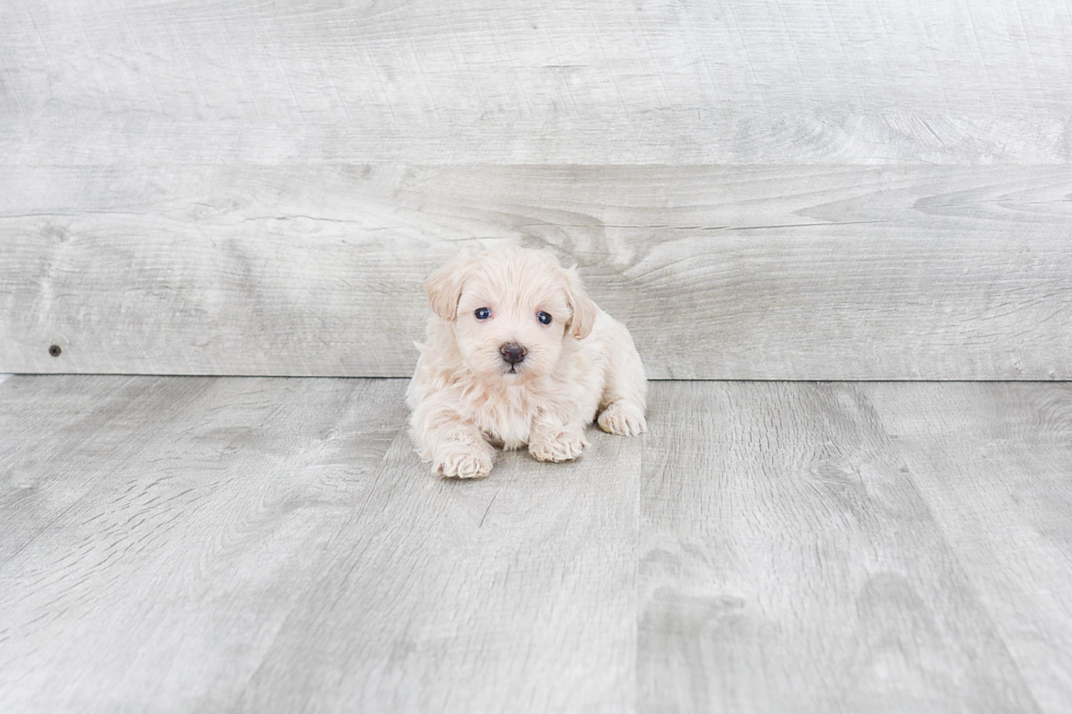 Energetic Maltese Poodle Poodle Mix Puppy