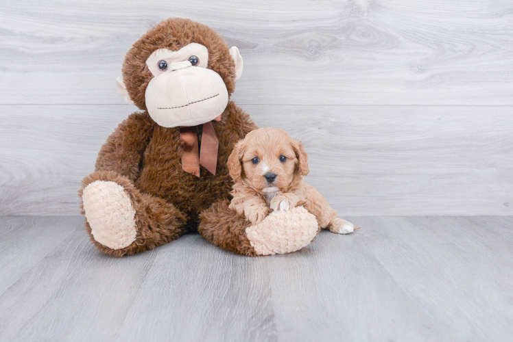 Cavapoo Puppy for Adoption