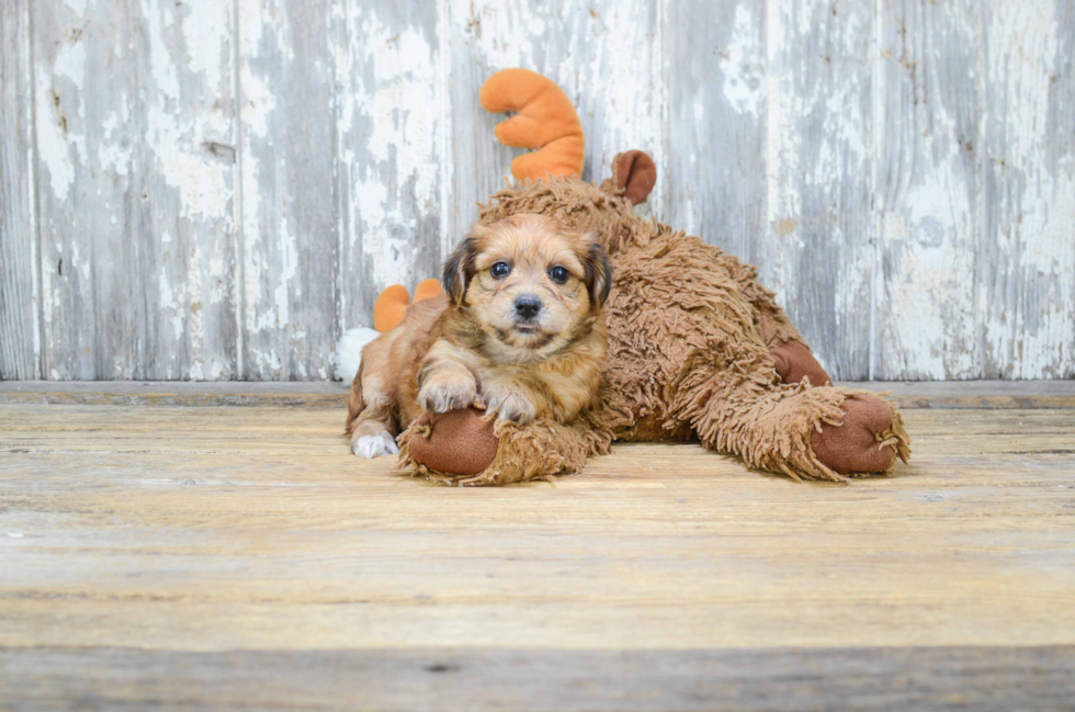 Morkie Puppy for Adoption