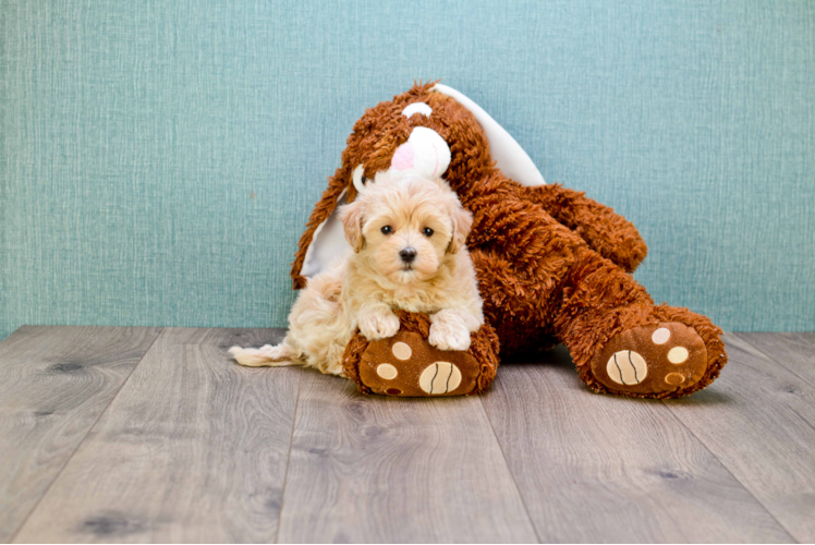 Maltipoo Pup Being Cute