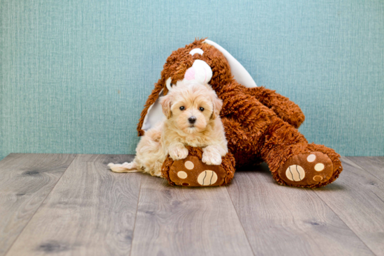 Maltipoo Pup Being Cute