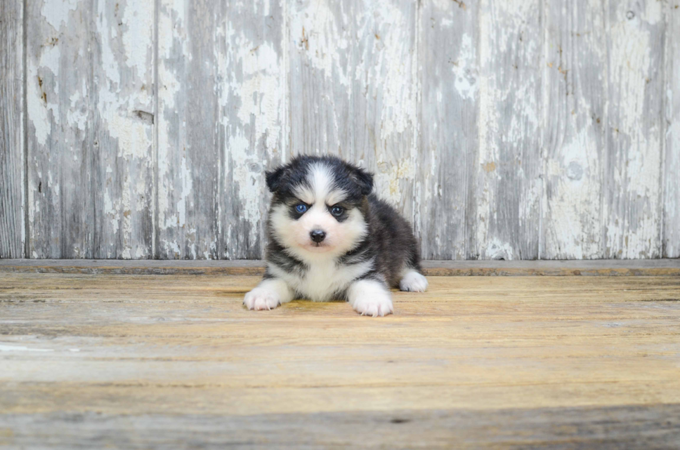 Pomsky Pup Being Cute