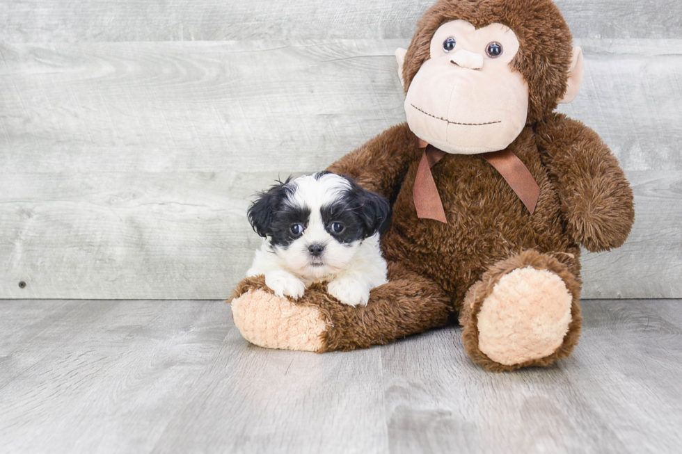 Sweet Teddy Bear Baby