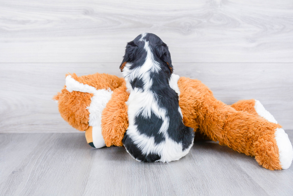 Hypoallergenic Cavalier King Charles Spaniel Baby