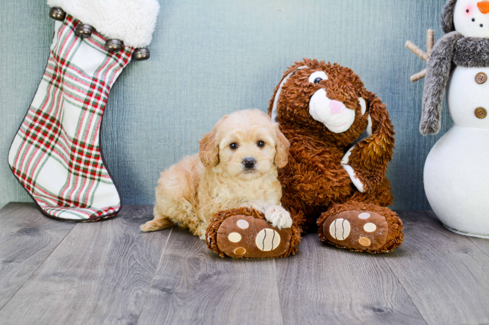 Mini Goldendoodle Pup Being Cute