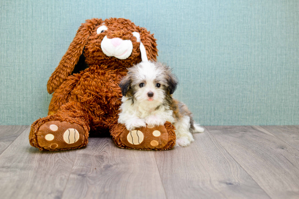 Popular Havanese Baby