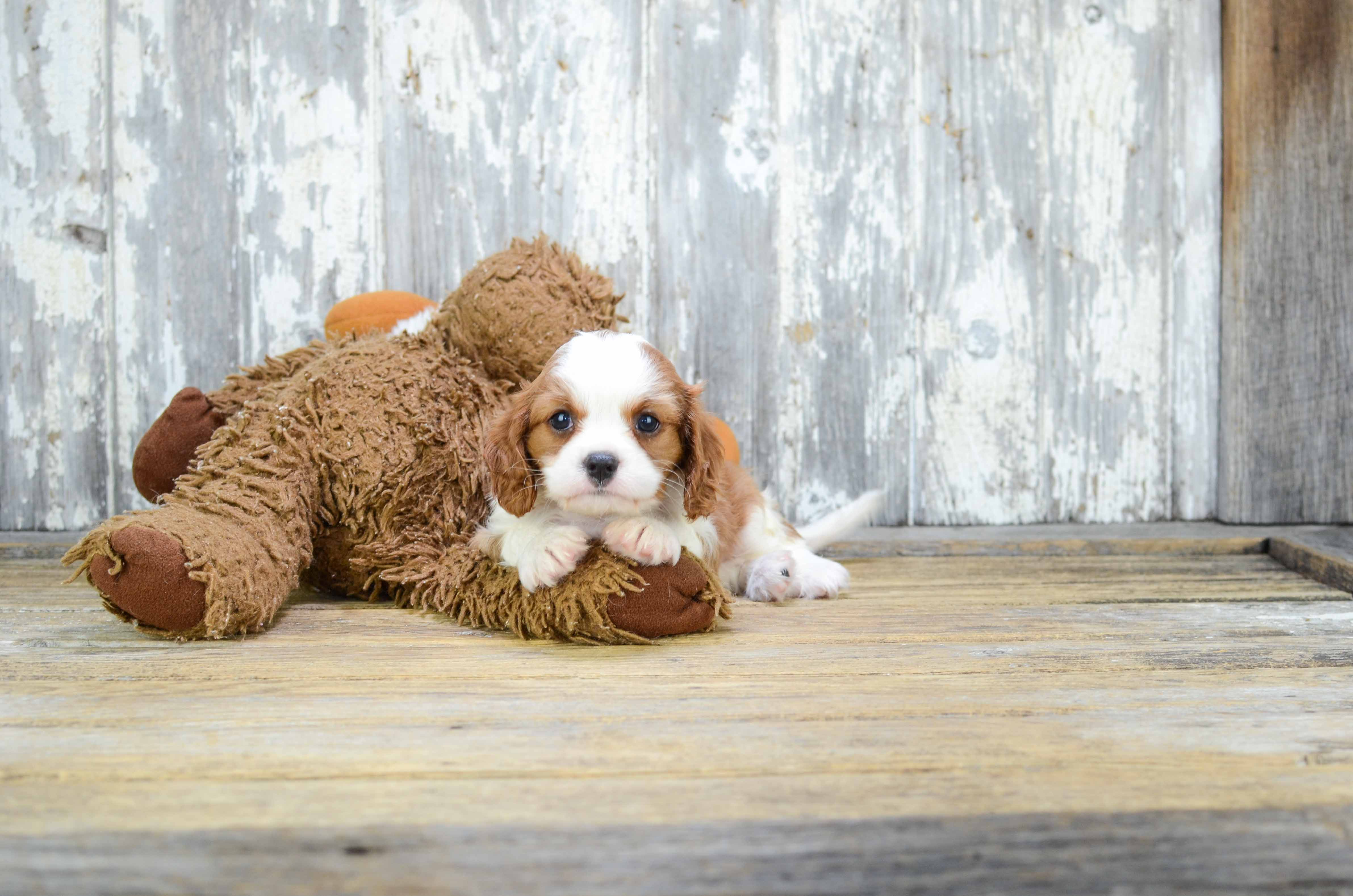 Playful Cavalier King Charles Spaniel Baby