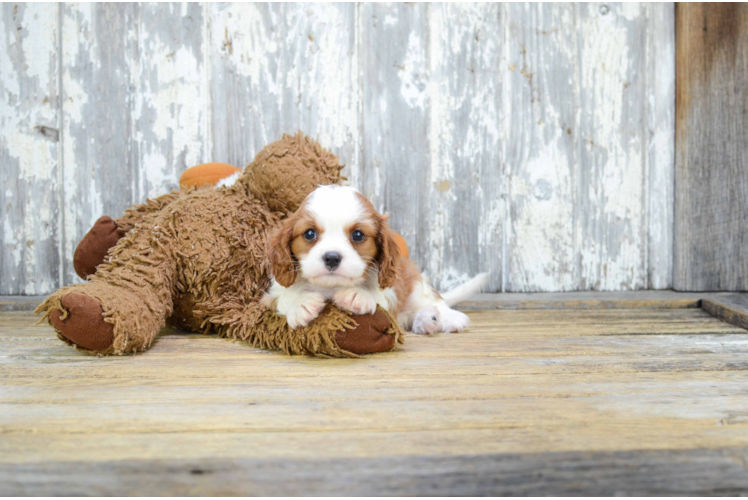 Playful Cavalier King Charles Spaniel Baby