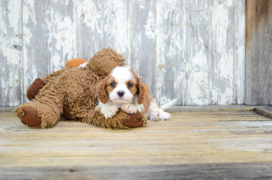 Playful Cavalier King Charles Spaniel Baby