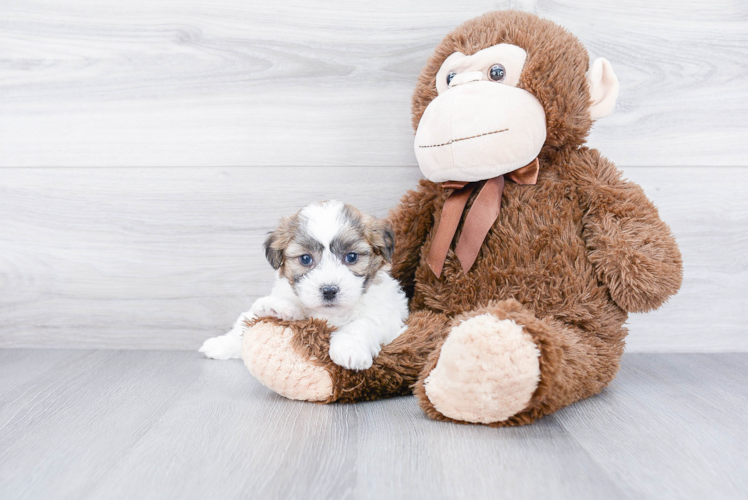 Hypoallergenic Shit Designer Puppy