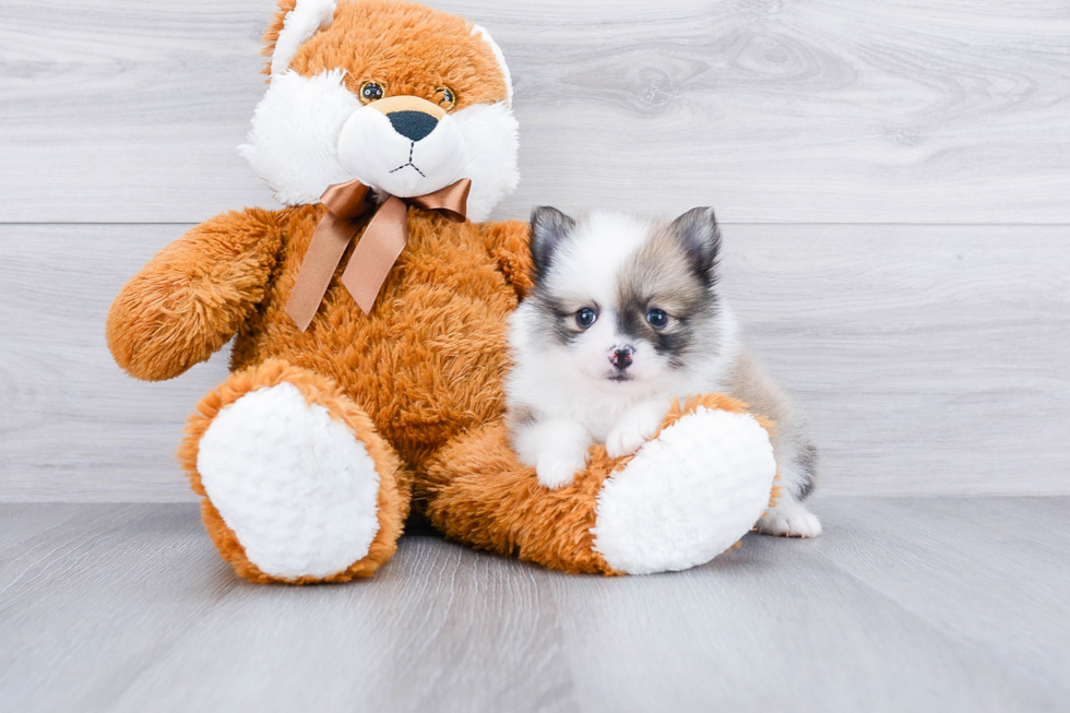 Best Pomeranian Baby