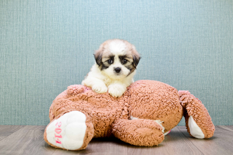 Teddy Bear Pup Being Cute