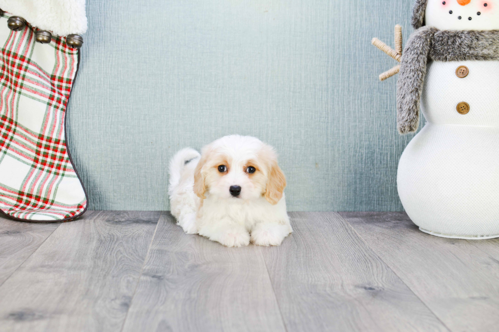 Cavachon Pup Being Cute