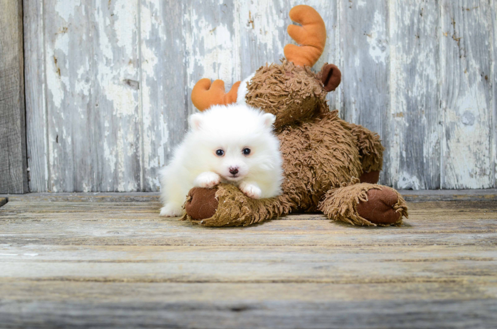 Akc Registered Pomeranian Baby