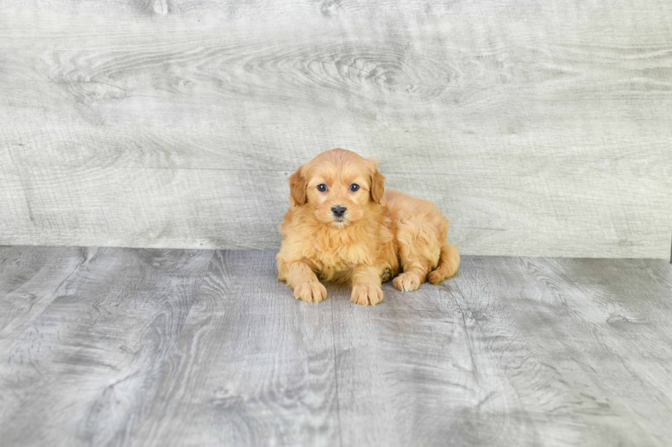 Smart Mini Goldendoodle Poodle Mix Pup