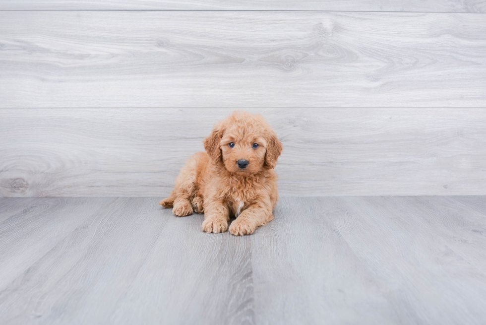 Smart Mini Goldendoodle Poodle Mix Pup