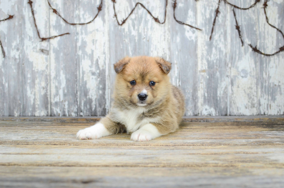 Petite Pomsky Designer Pup