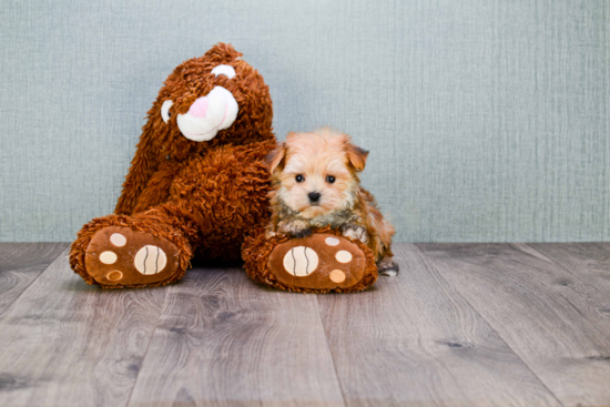 Energetic Yorkie Designer Puppy