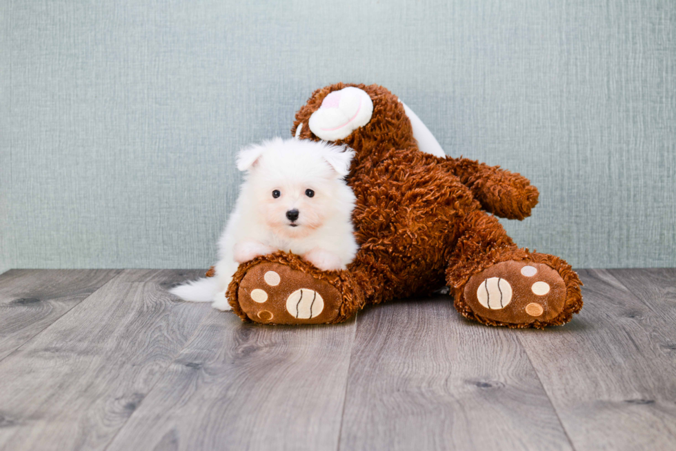 Playful Maltipom Designer Puppy