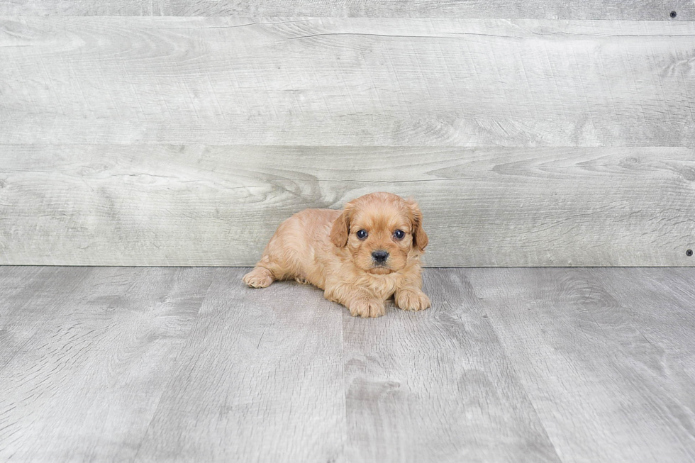 Sweet Cavapoo Baby