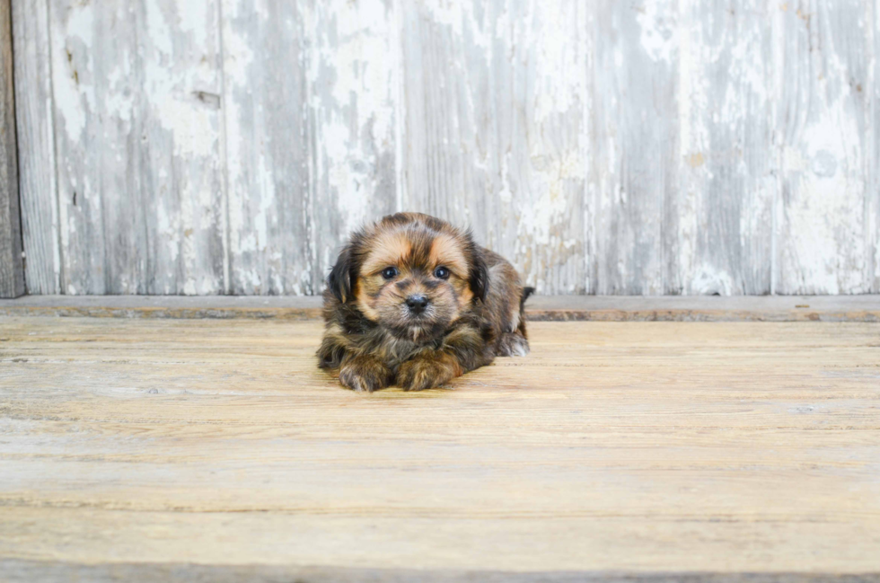 Happy Shorkie Baby