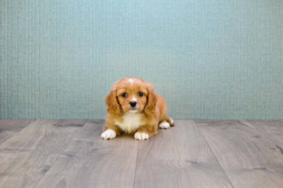 Smart Cavachon Designer Pup