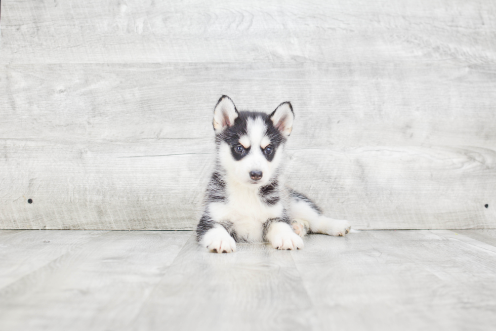 Pomsky Puppy for Adoption