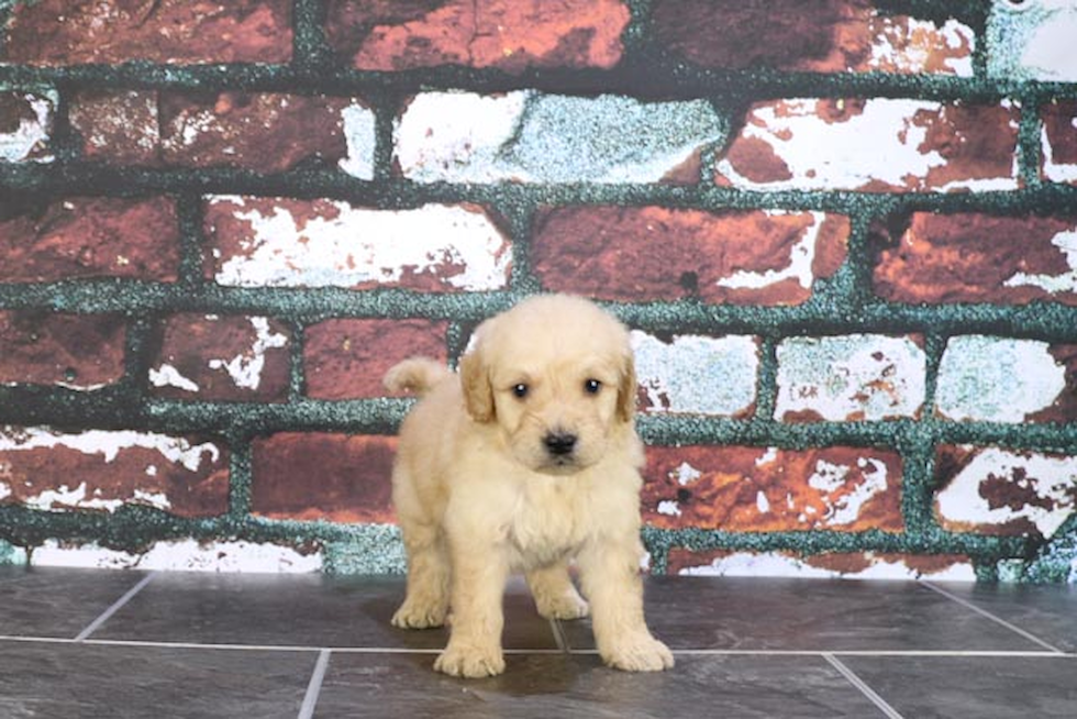 Mini Goldendoodle Puppy for Adoption