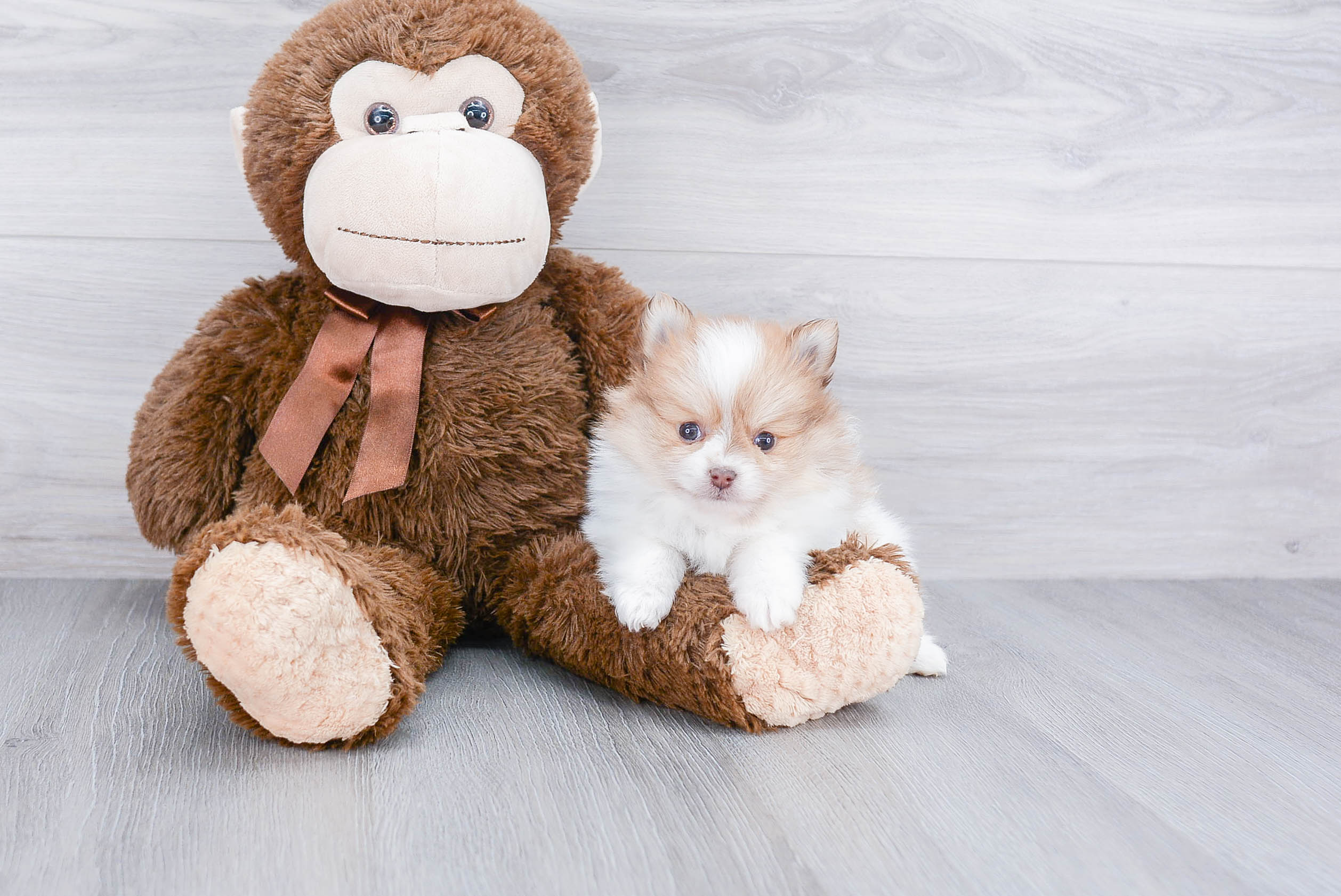 Pomeranian Puppy for Adoption