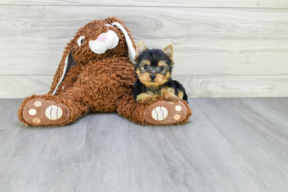 Meet Ronaldo - our Yorkshire Terrier Puppy Photo 