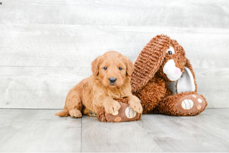 Best Mini Goldendoodle Baby