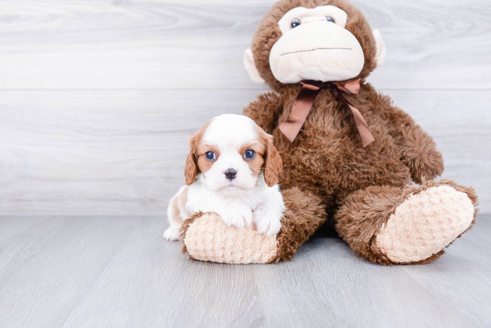 Akc Registered Cavalier King Charles Spaniel Purebred Pup