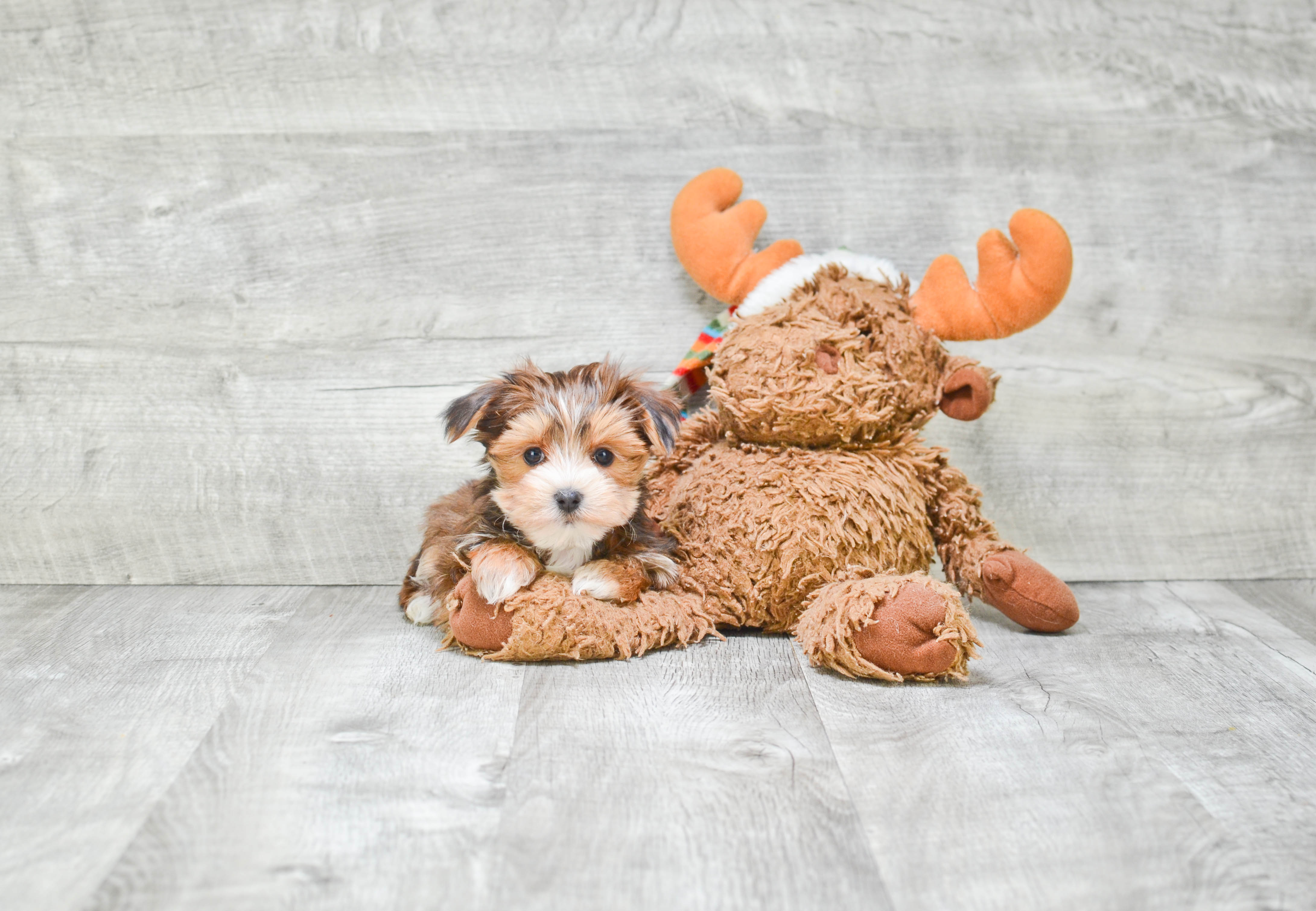 Adorable Yorkie Designer Puppy