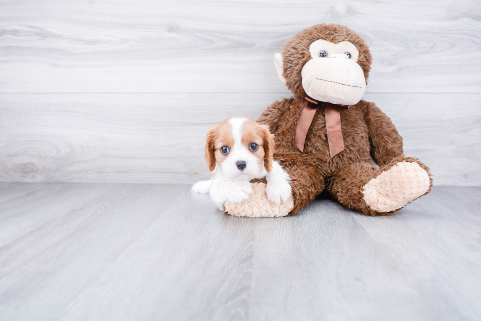 Best Cavalier King Charles Spaniel Baby