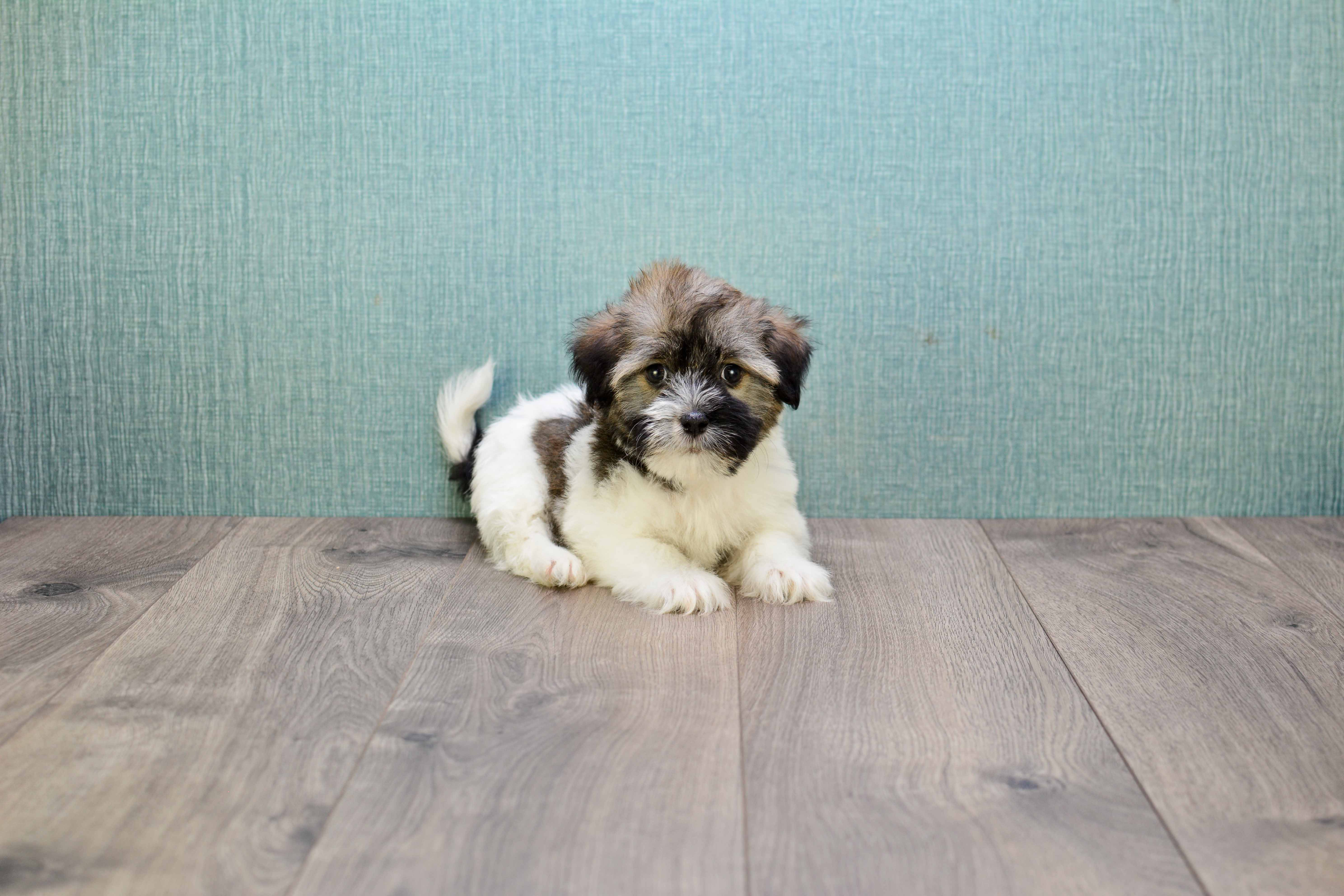 Adorable Havanese Purebred Puppy