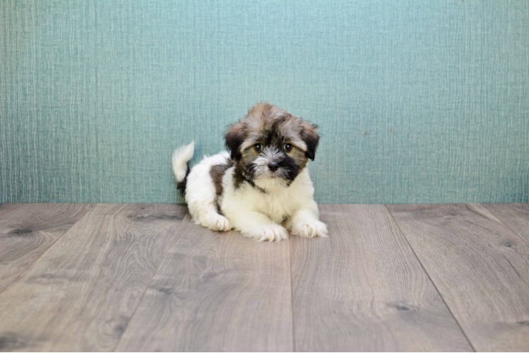 Adorable Havanese Purebred Puppy