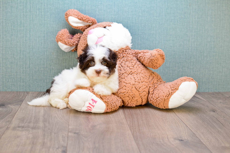 Sweet Havanese Purebred Puppy