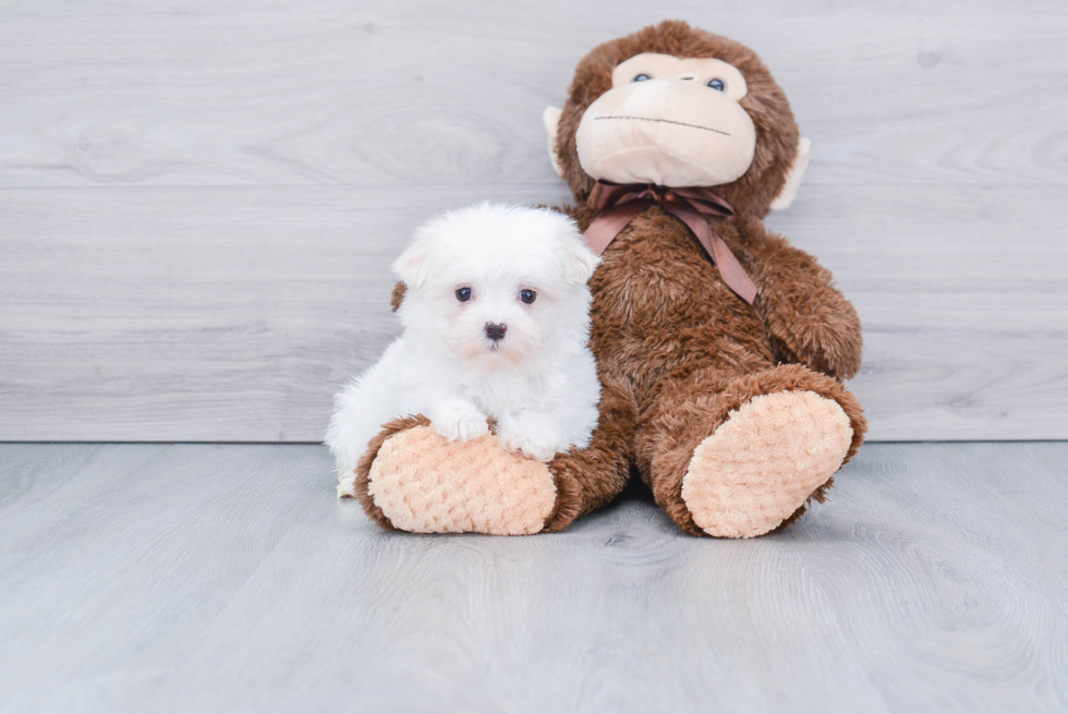 Friendly Maltese Purebred Pup