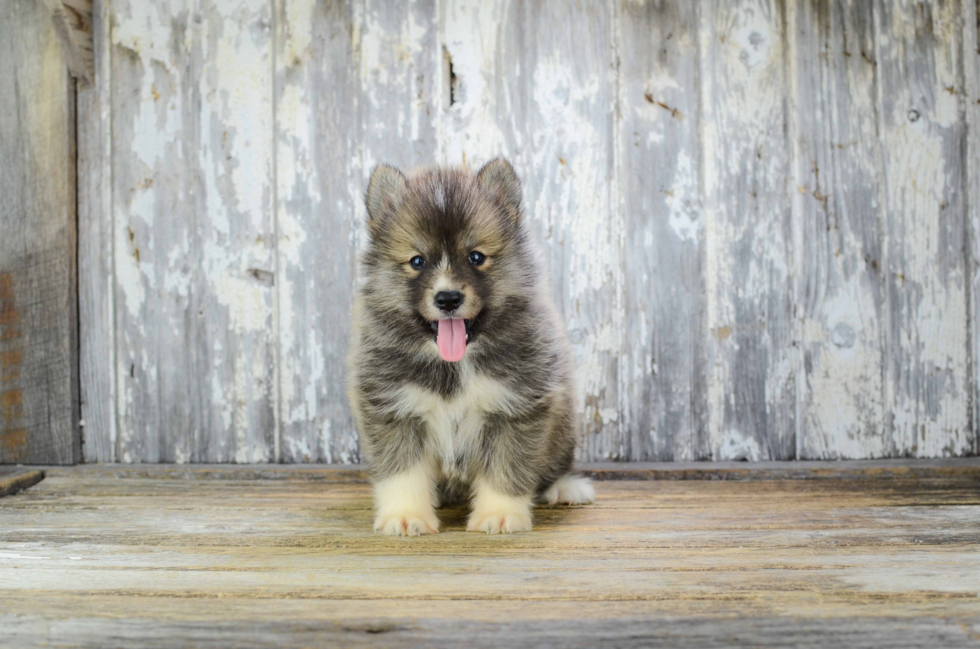 Pomsky Pup Being Cute