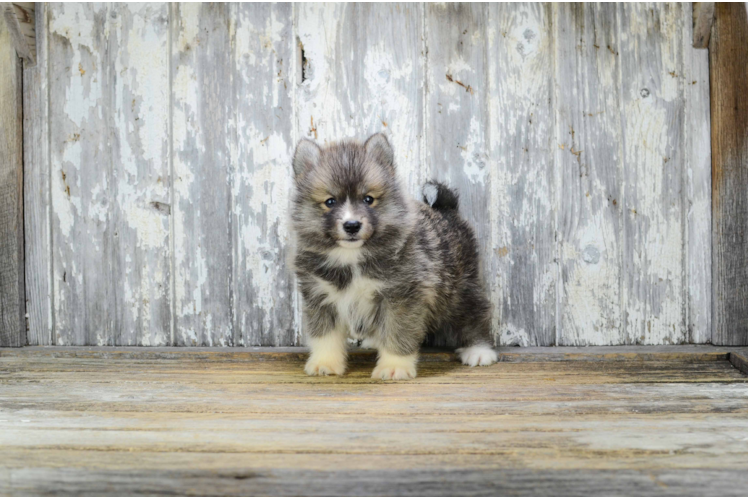 Popular Pomsky Designer Pup