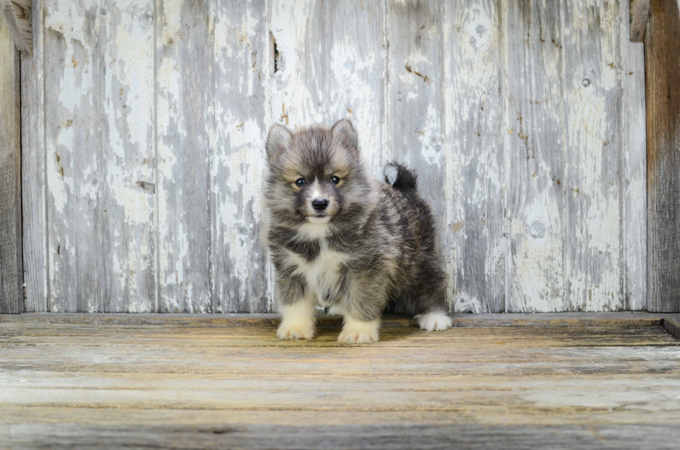 Popular Pomsky Designer Pup